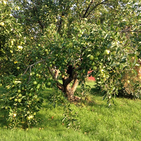 Apple Tree - High Meadows Farm 2015