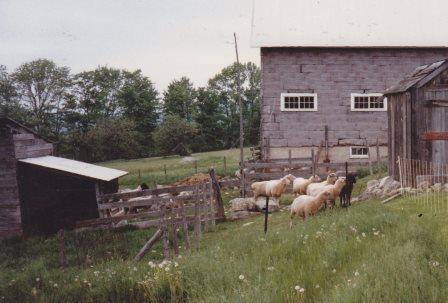 Sheep and Barn 1988