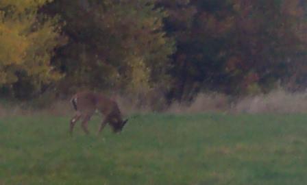 Deer in Upper Hayfield